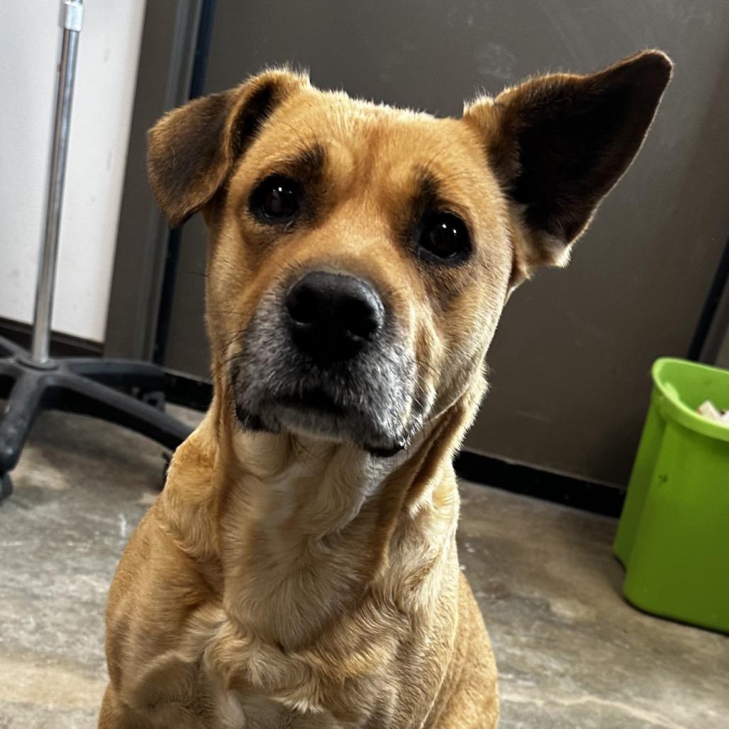 Enlarge Lemon, a Adoptable Black Mouth Cur in Cleveland, MS image 2/5