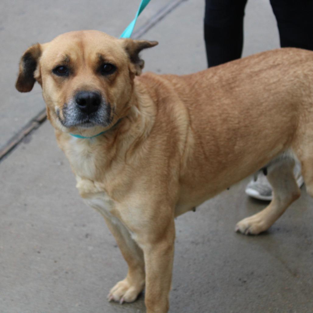 Enlarge Lemon, a Adoptable Black Mouth Cur in Cleveland, MS image 3/5