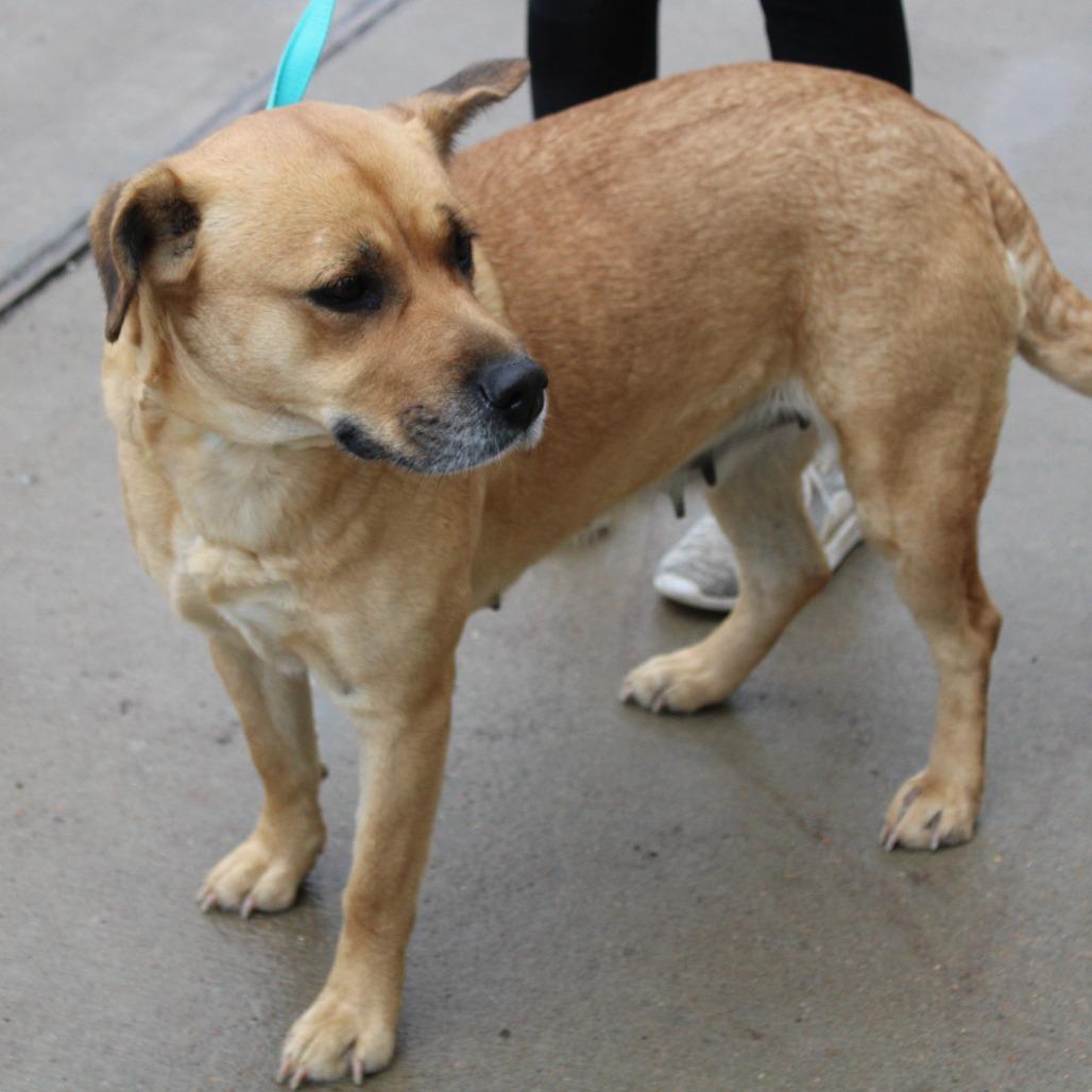 Enlarge Lemon, a Adoptable Black Mouth Cur in Cleveland, MS image 4/5