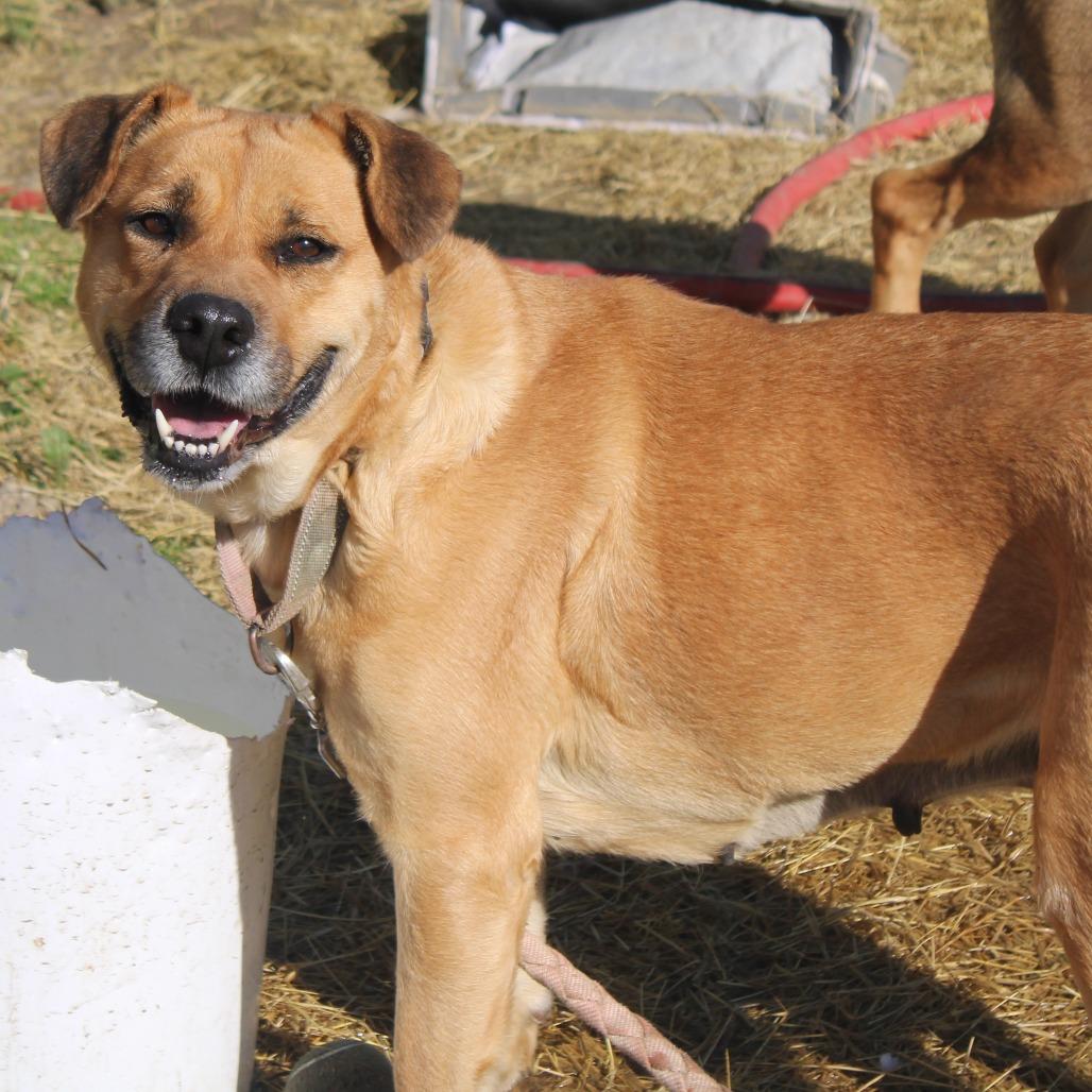 Enlarge Lemon, a Adoptable Black Mouth Cur in Cleveland, MS image 5/5