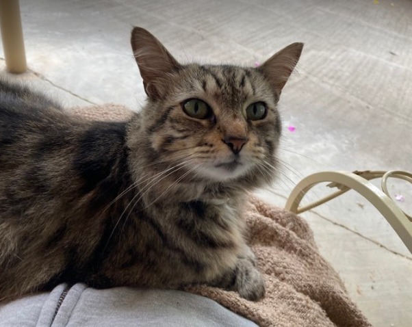 Whitney, a Adoptable Domestic Long Hair in Rockvale, TN image 1/3