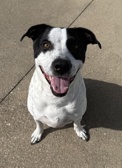 Enlarge Milo, a Adoptable mixed breed in Westland, MI image 1/3