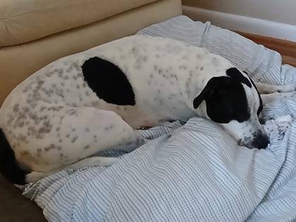 Milo, Adoptable, Adult Male Pointer & American Staffordshire Terrier.