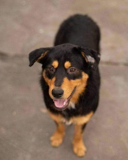 Enlarge Vegas, a Adopted Shepherd in Cedar Rapids, IA image 1/3