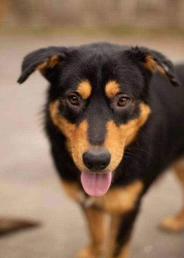 Enlarge Vegas, a Adopted Shepherd in Cedar Rapids, IA image 3/3