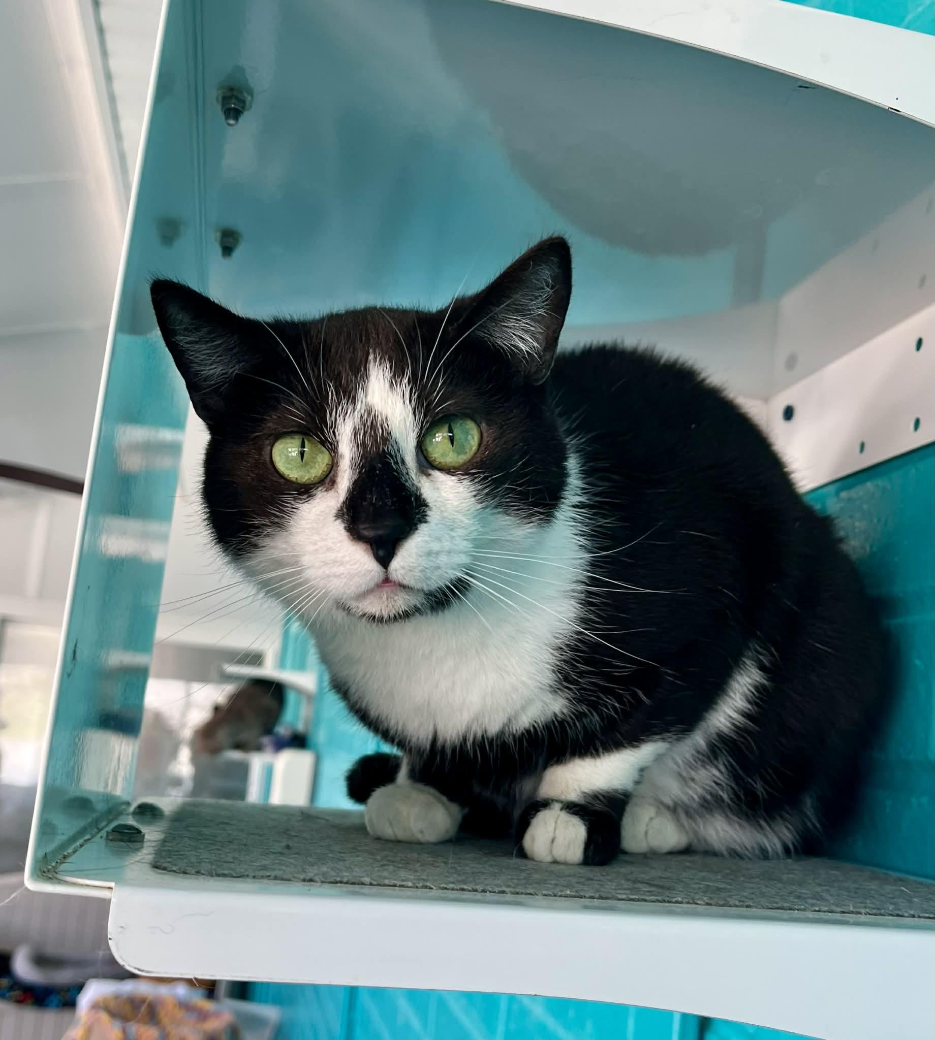 Cruz, Adoptable, Adult Male Domestic Short Hair.