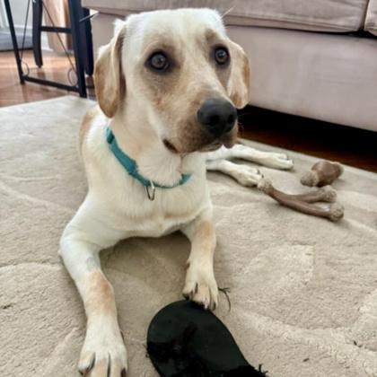 Everglade, Adoptable, Young Male Labrador Retriever & Border Collie.