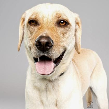 Everglade, a Adoptable mixed breed in Elk Grove Village, IL image 2/3
