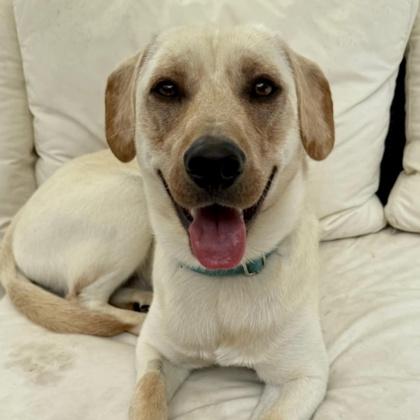 Everglade, Adoptable, Young Male Labrador Retriever & Border Collie.