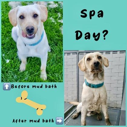 Everglade, Adoptable, Young Male Labrador Retriever & Border Collie.