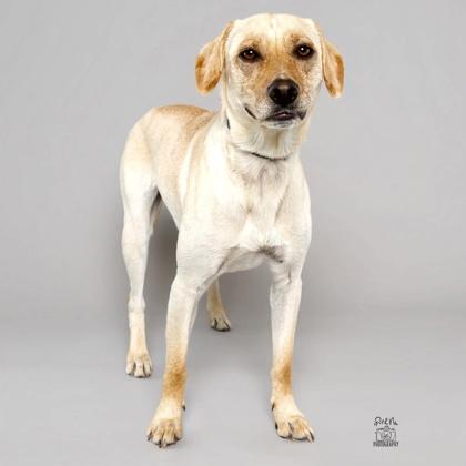 Everglade, a Adoptable mixed breed in Elk Grove Village, IL image 3/3