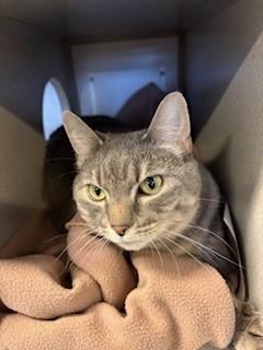 Enlarge Princess, a ADOPTABLE Domestic Short Hair in Mason City, IA image 1/1