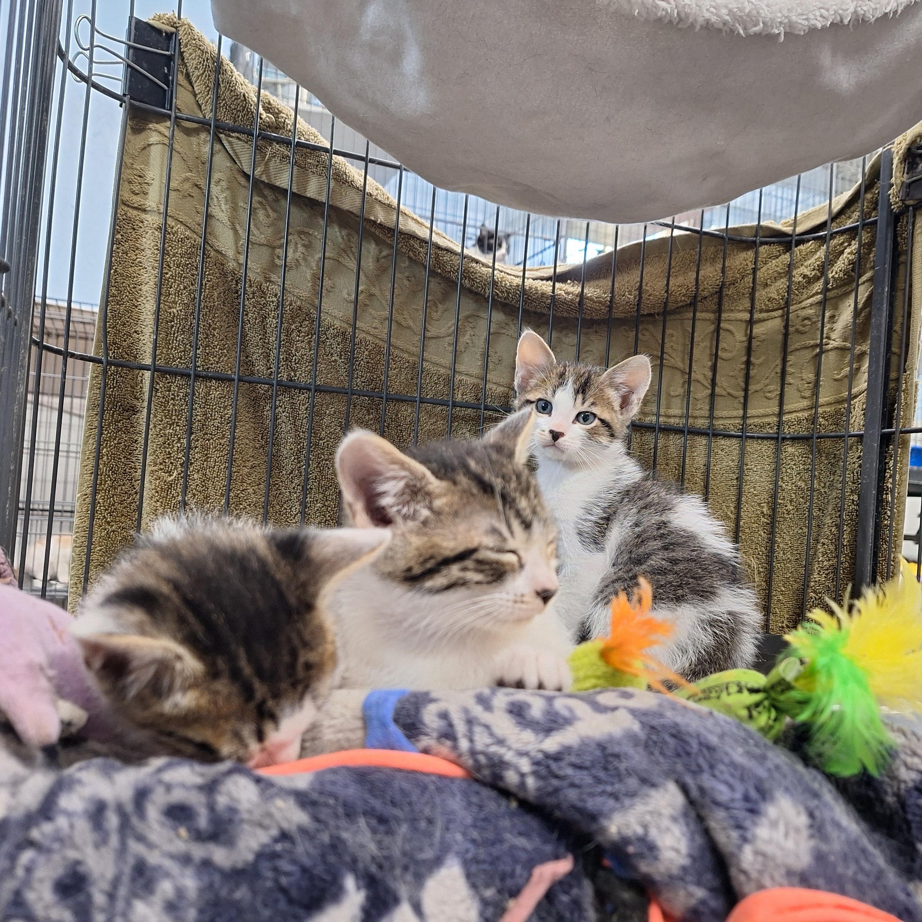 Clara, Earl, & Leroy, ADOPTABLE, Kitten Male Domestic Short Hair.
