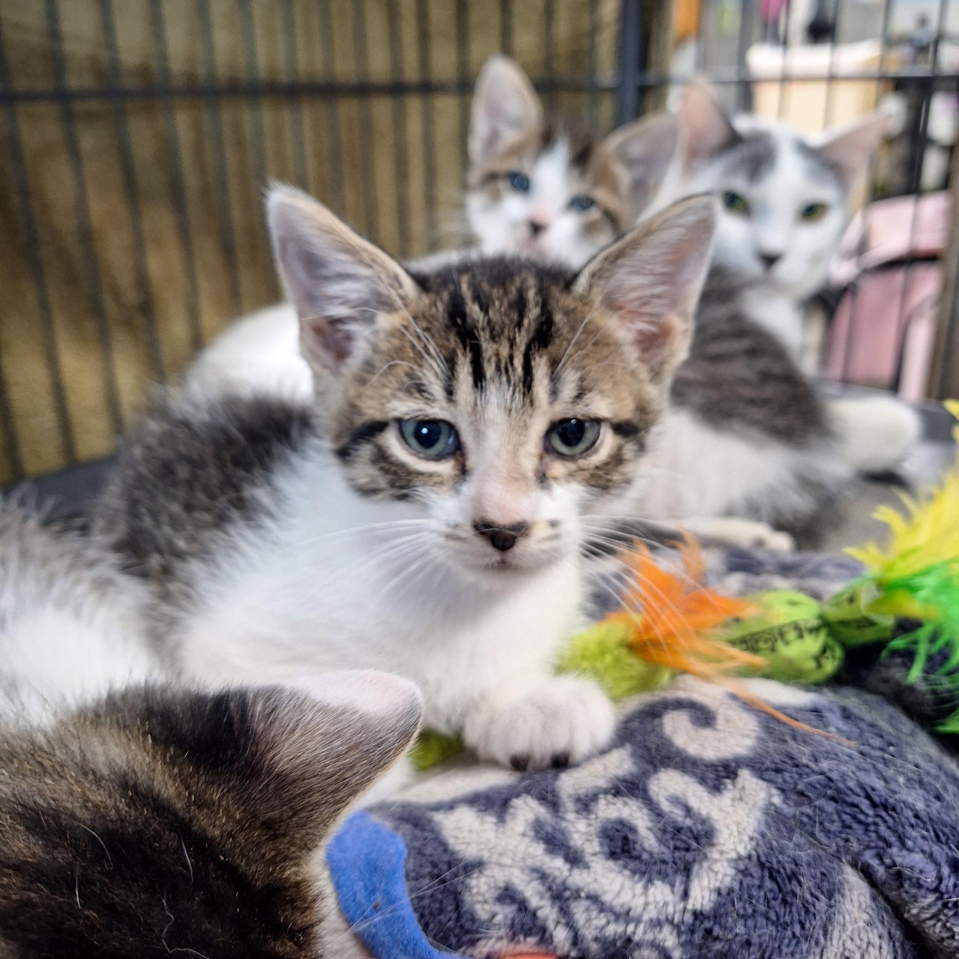 Enlarge Clara, Earl, & Leroy, a ADOPTABLE Domestic Short Hair in Clarinda, IA image 3/4