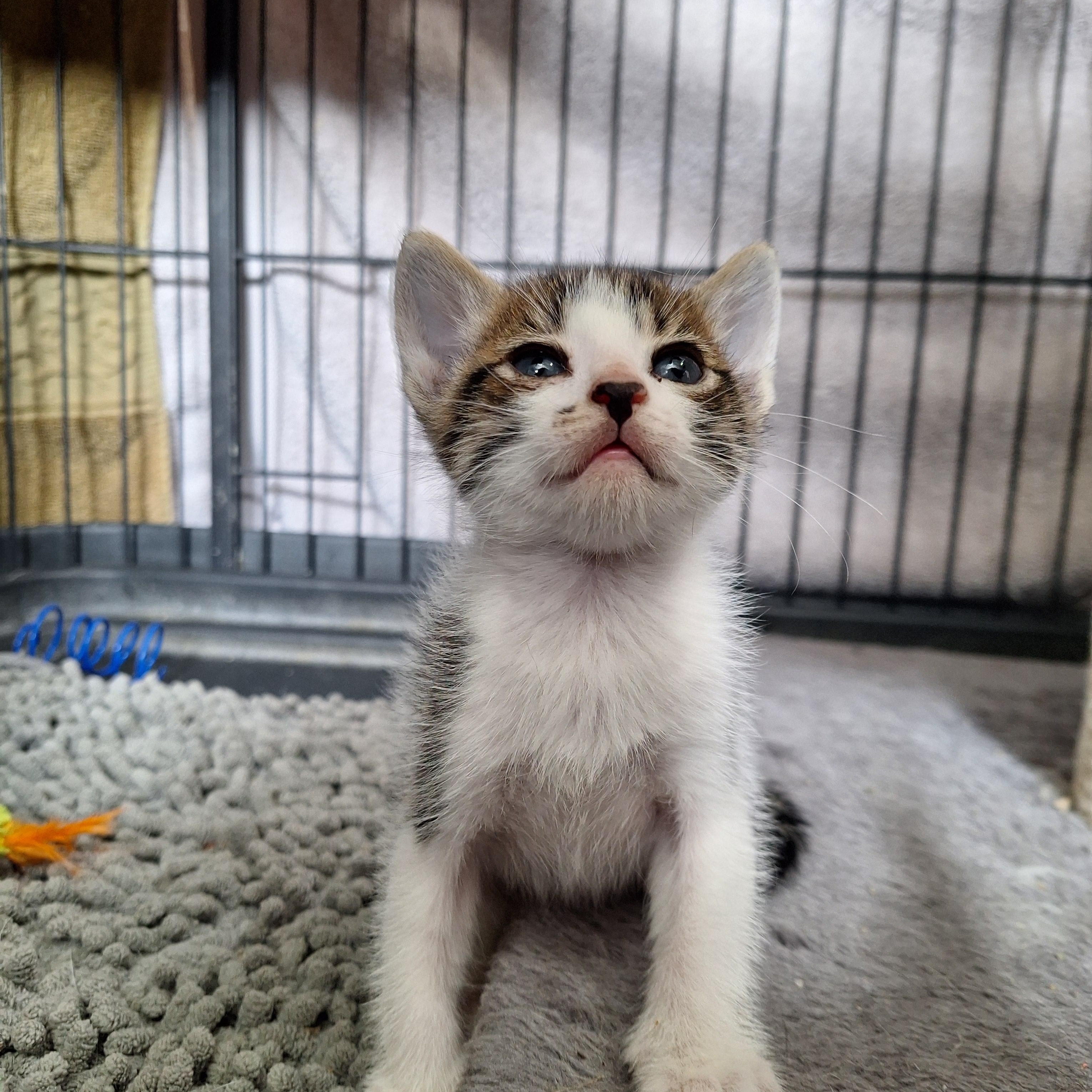 Enlarge Clara, Earl, & Leroy, a ADOPTABLE Domestic Short Hair in Clarinda, IA image 4/4