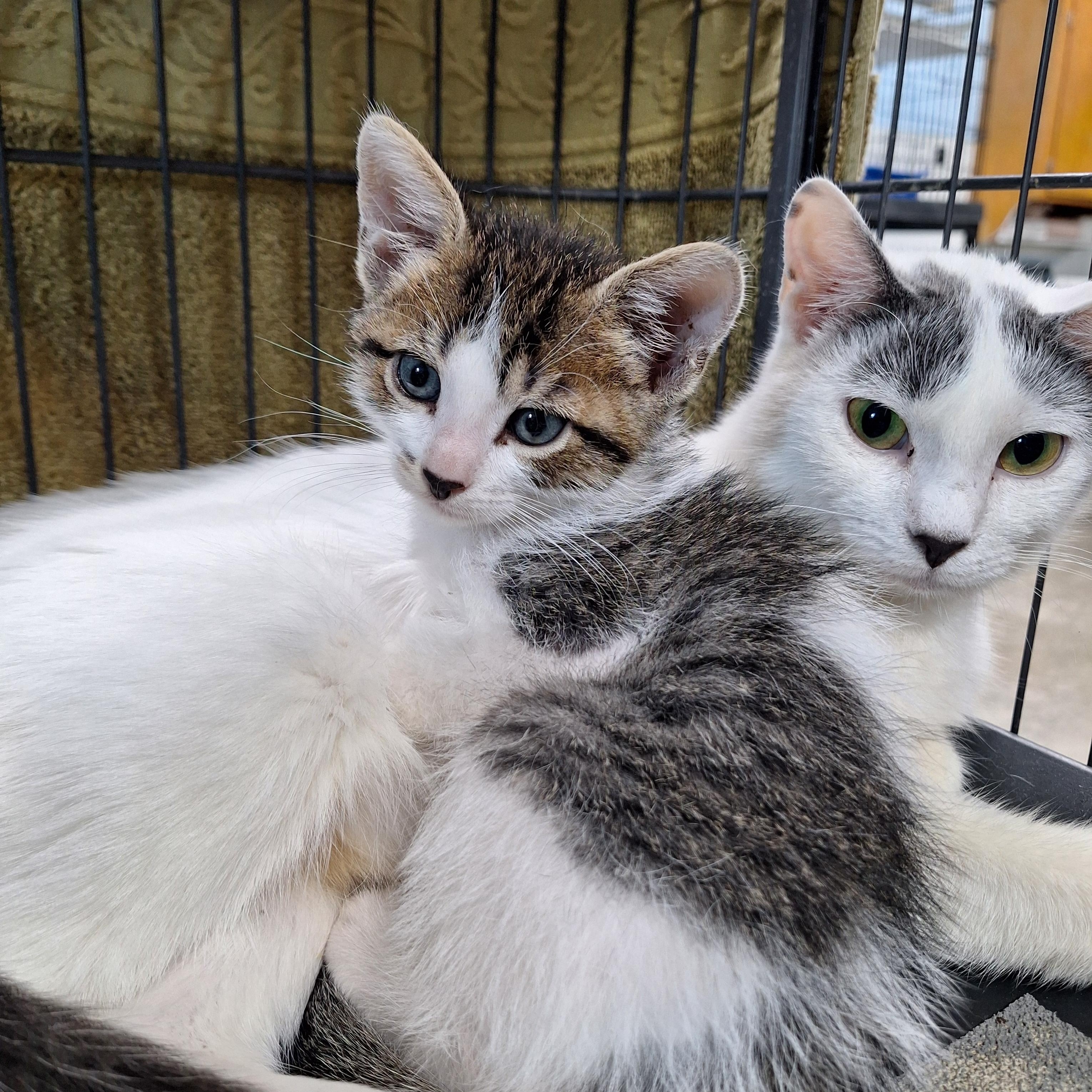 Enlarge Clara, Earl, & Leroy, a ADOPTABLE Domestic Short Hair in Clarinda, IA image 2/4