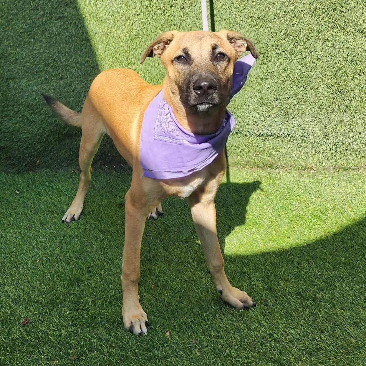 Turk — thumbnail 4