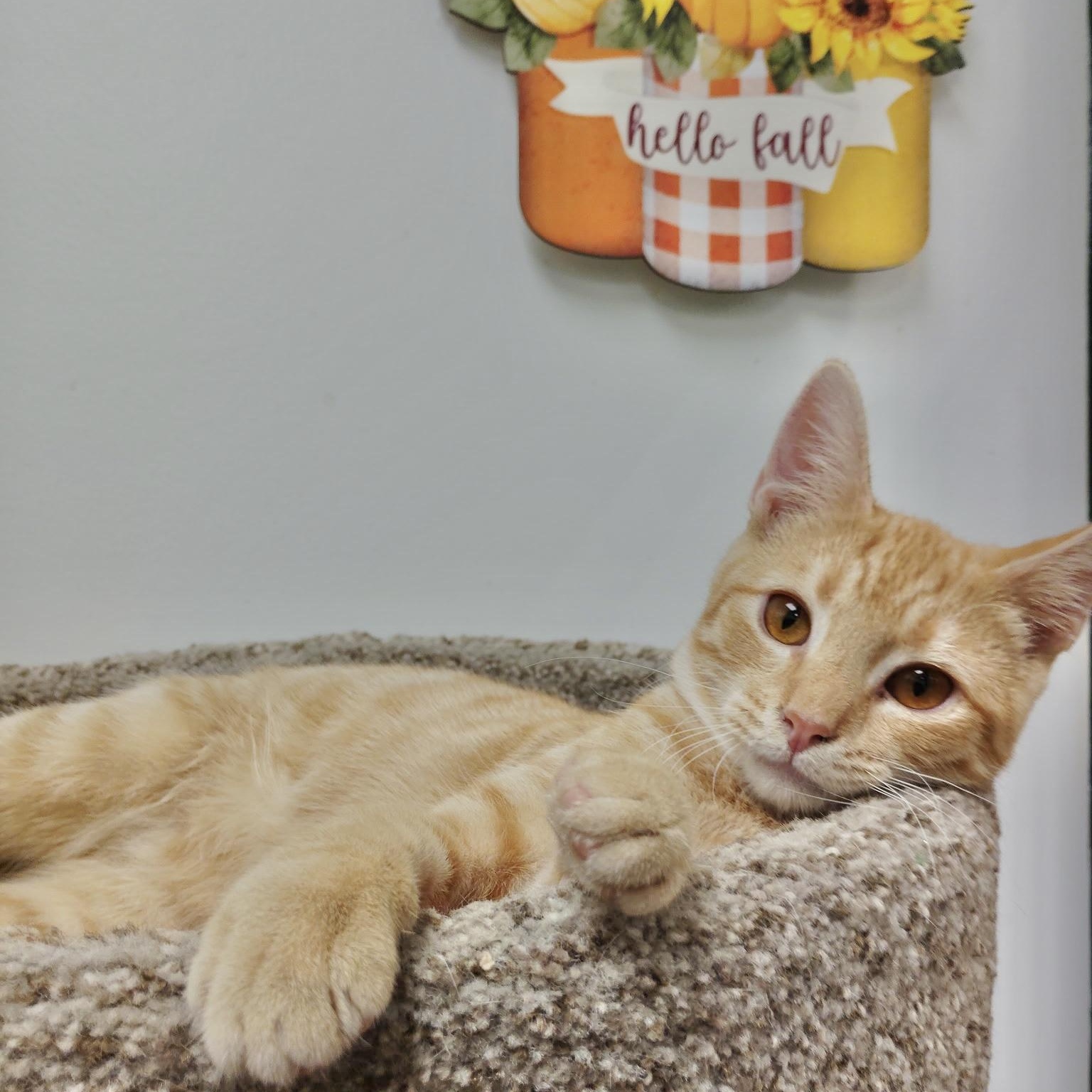 Enlarge Pilgrim, a Adopted Domestic Short Hair in Rock Hill, SC image 1/1