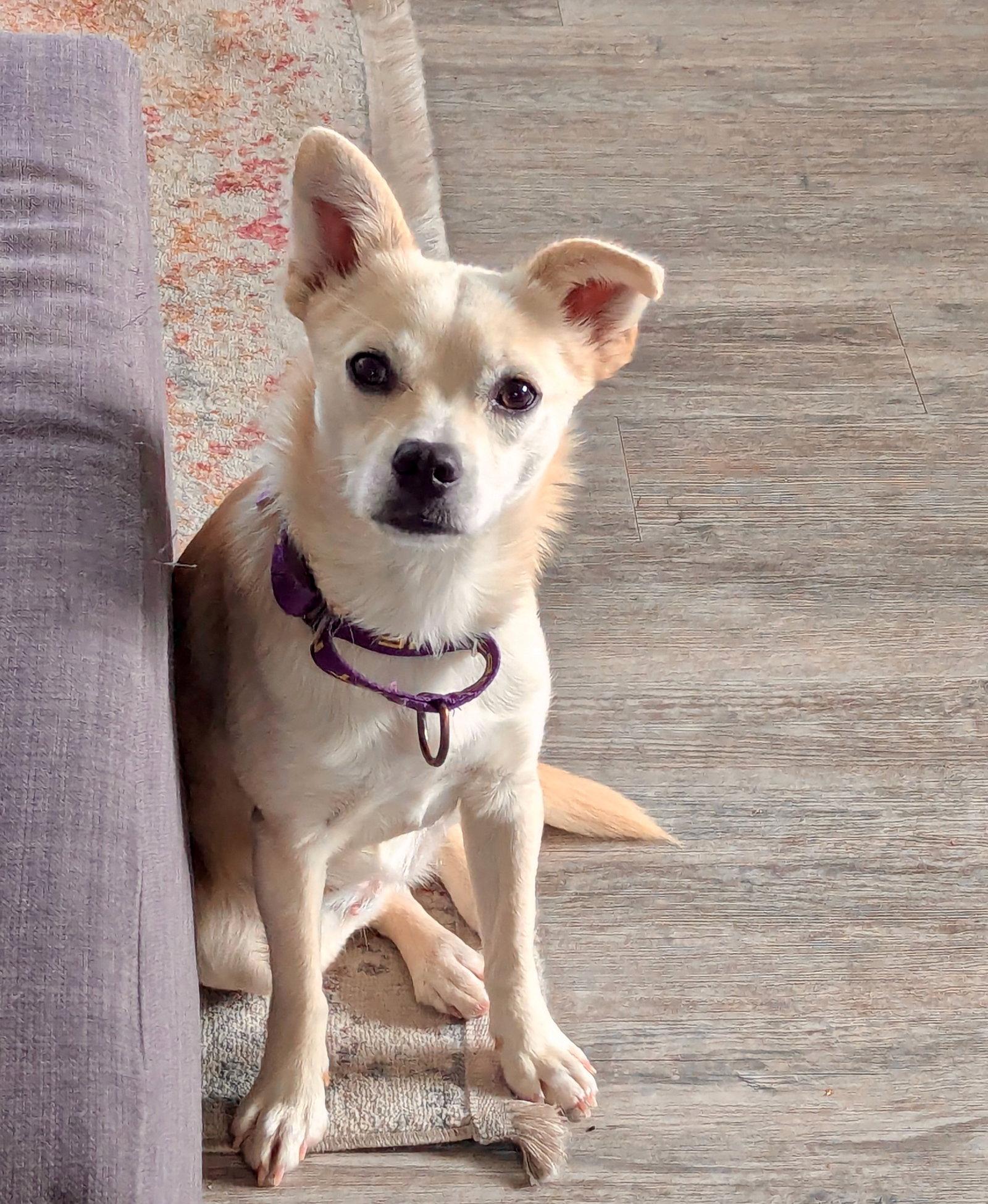 Feather, a Adopted mixed breed in Palo Alto, CA image 1/3