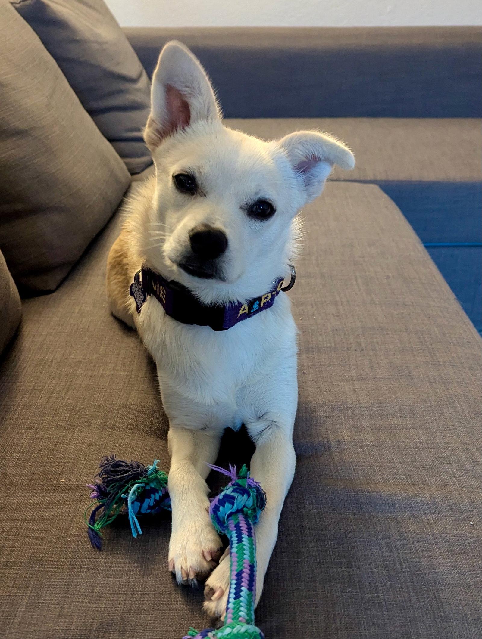Feather, a Adopted mixed breed in Palo Alto, CA image 2/3