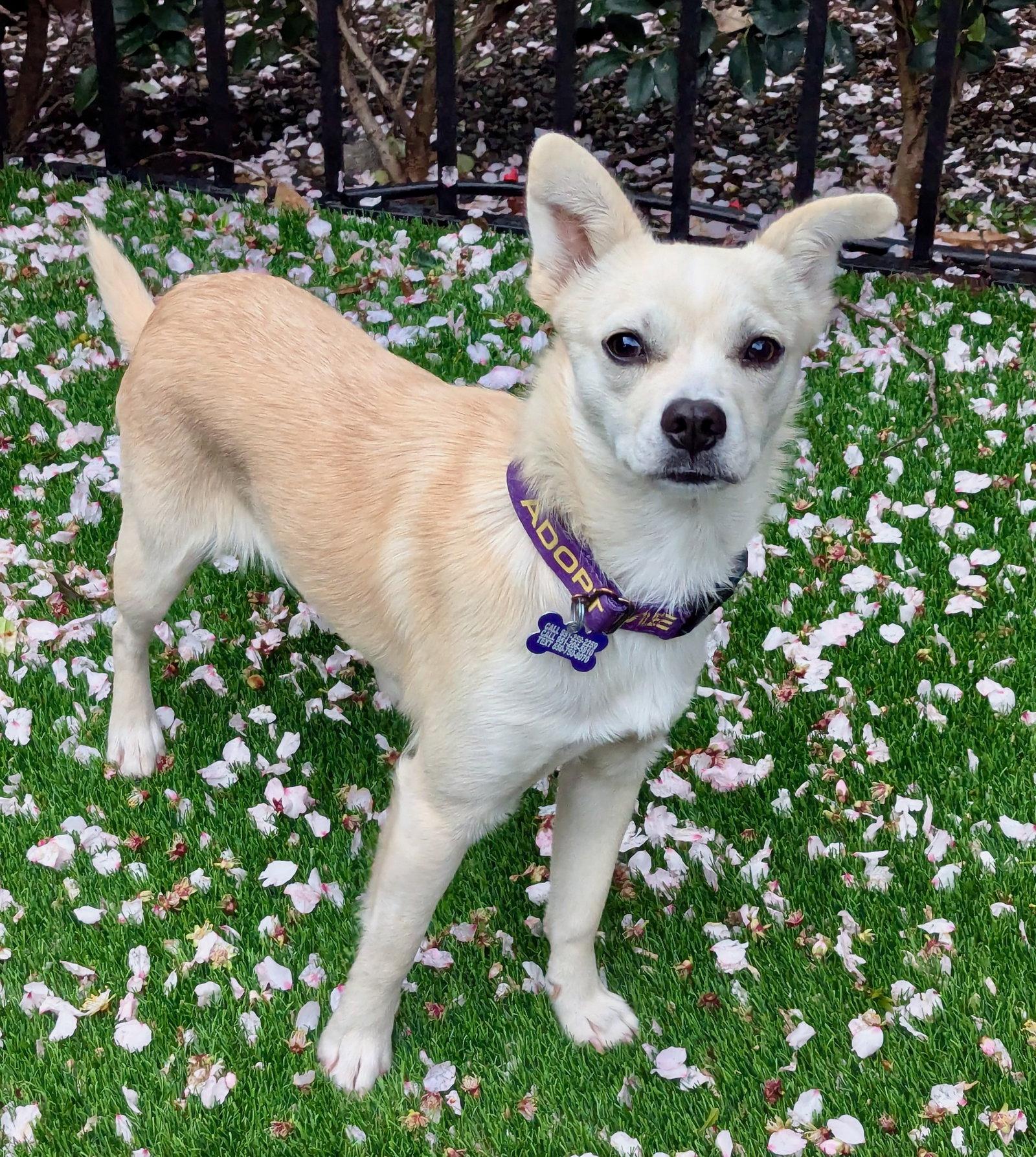 Feather, a Adopted mixed breed in Palo Alto, CA image 3/3