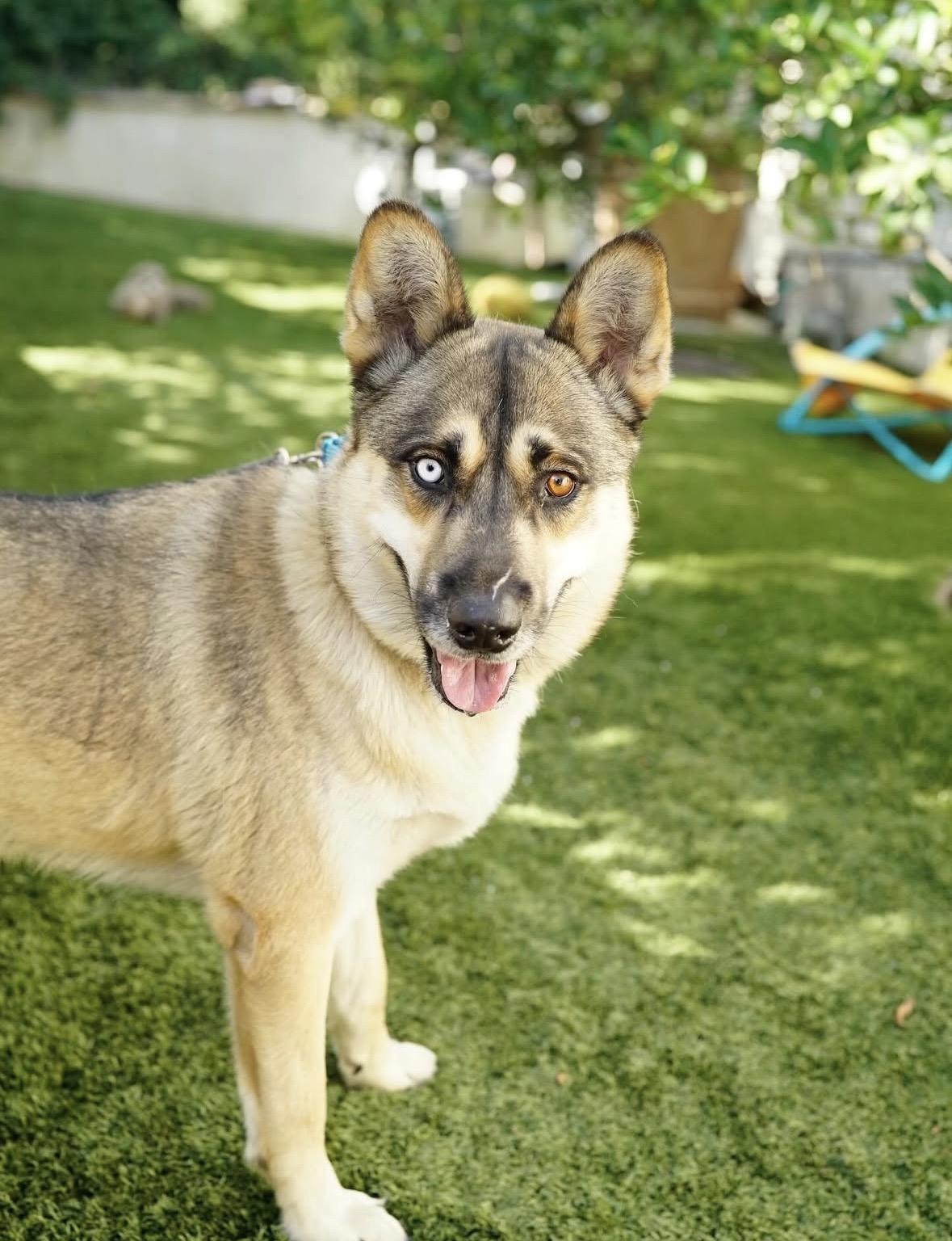 Luke, a Adoptable mixed breed in Pasadena, CA image 3/4