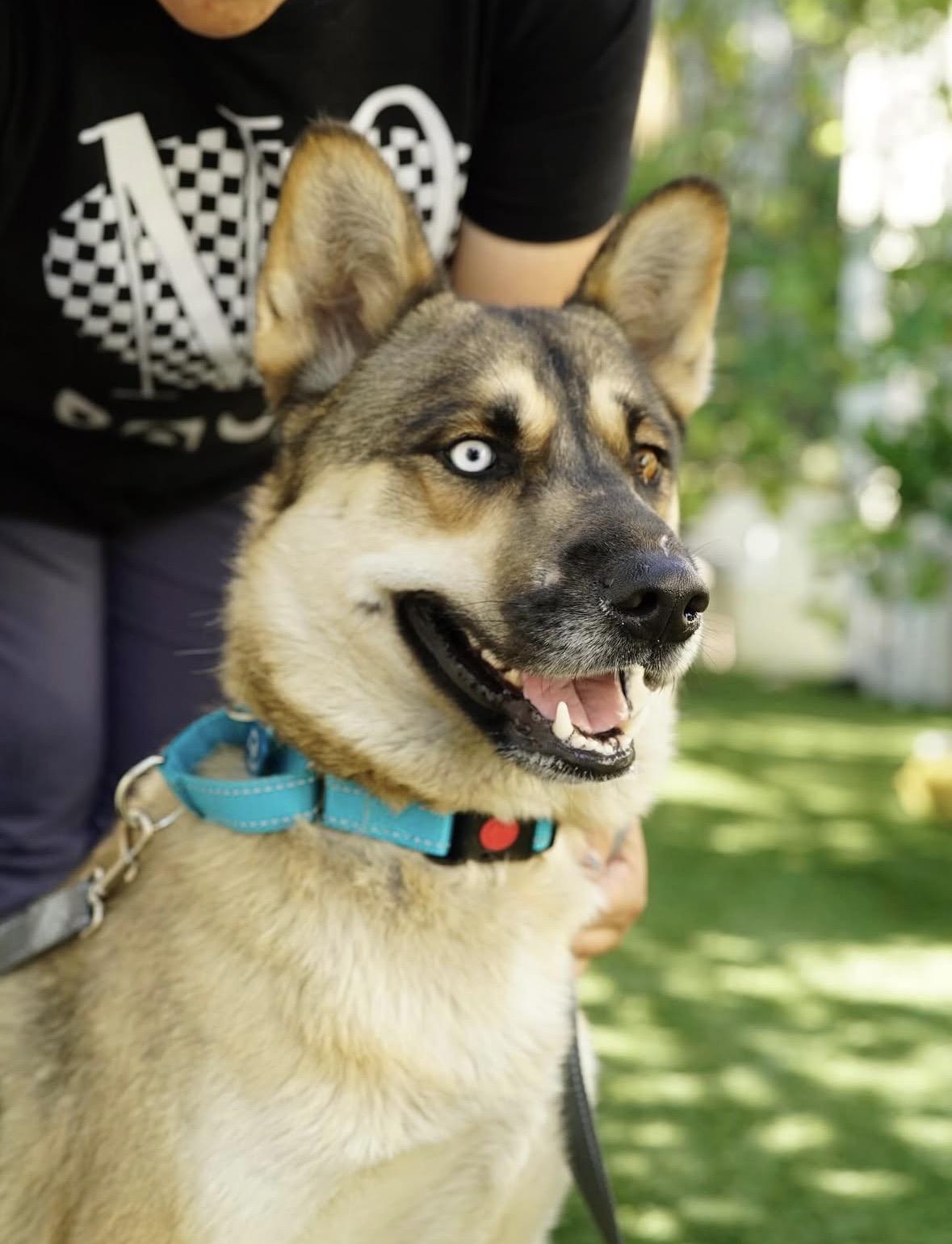 Luke, a Adoptable mixed breed in Pasadena, CA image 4/4