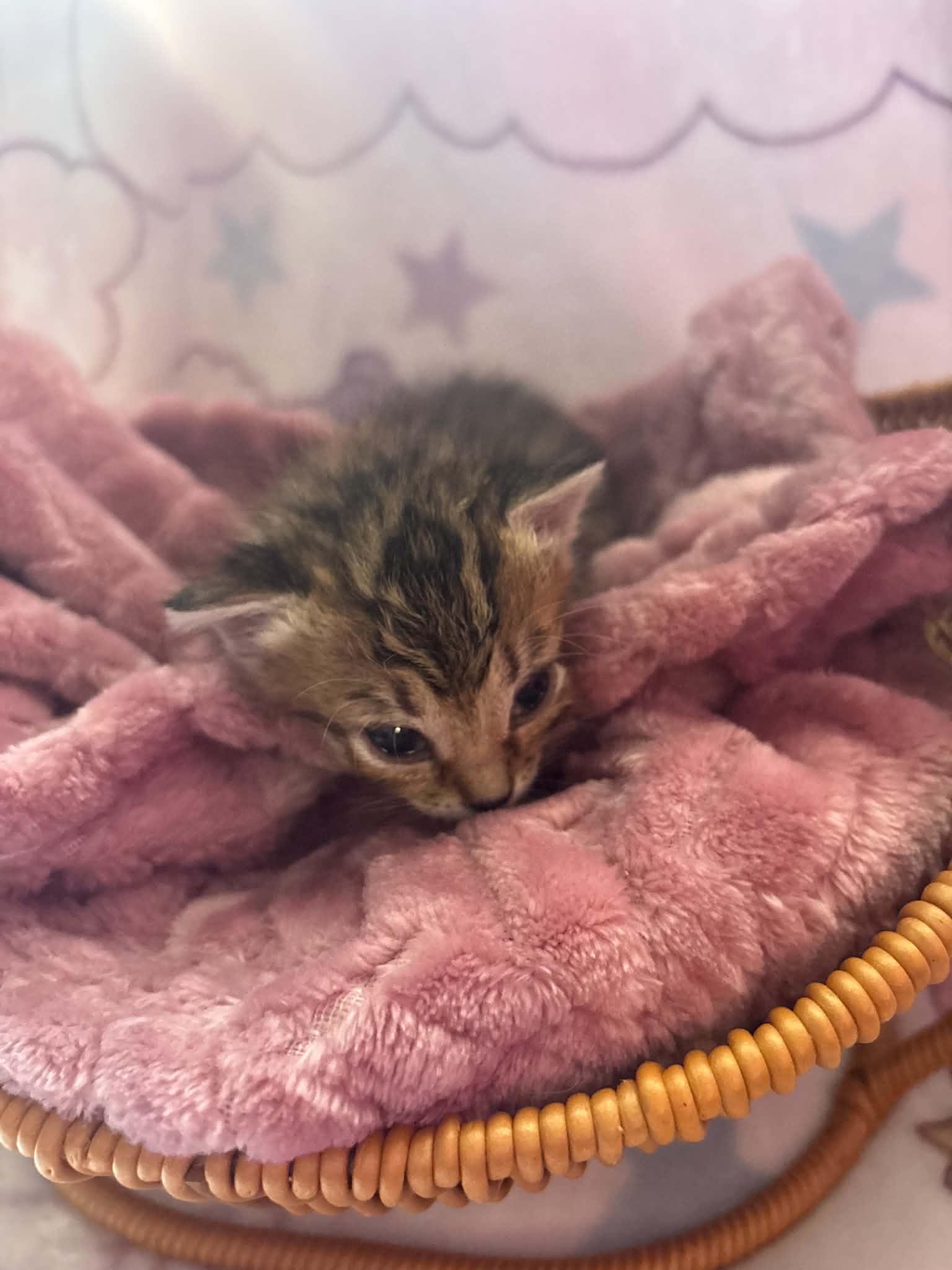 Waverly, Adoptable, Kitten Female Domestic Short Hair.