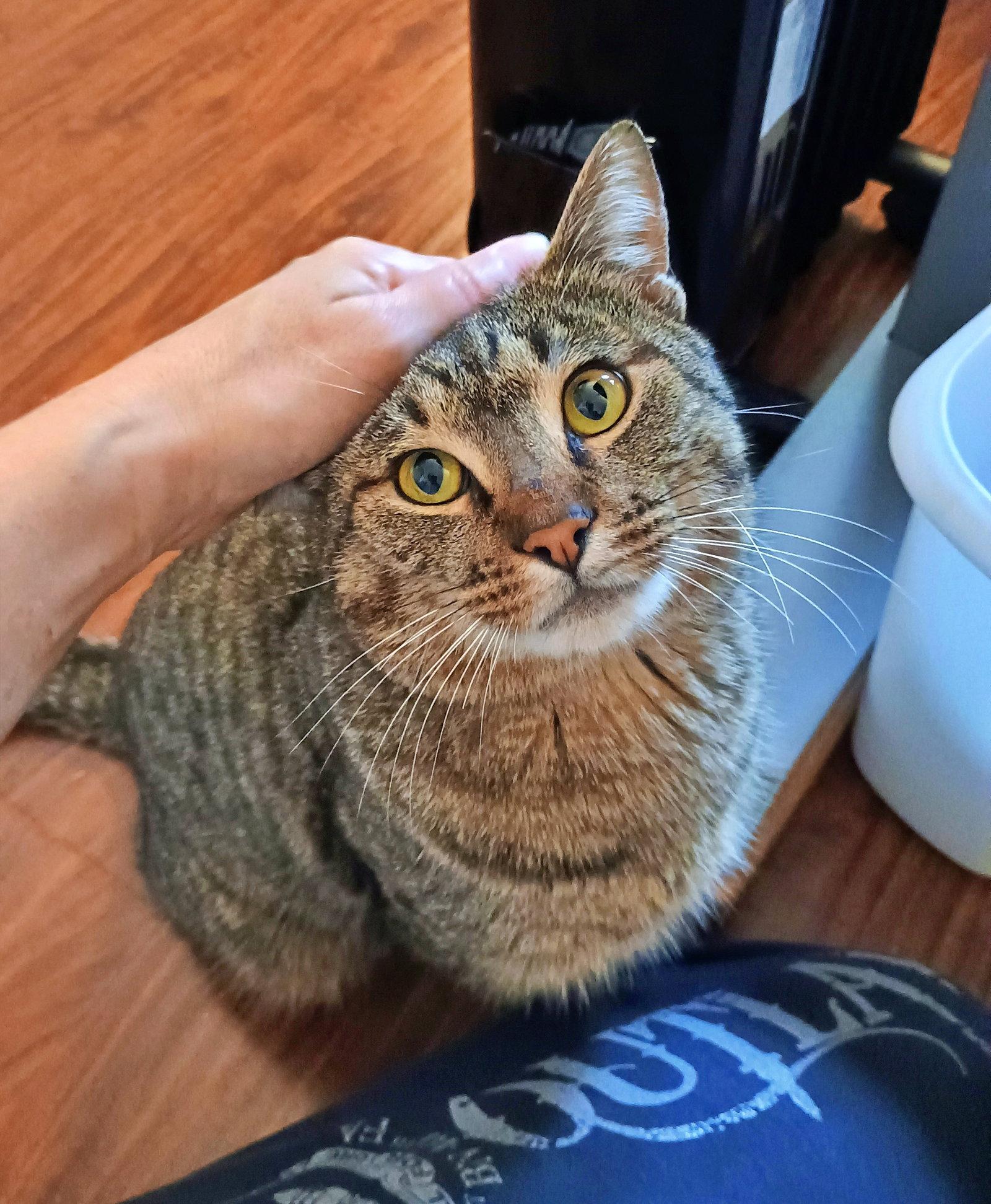 MONKEY #1871 - Offered by Owner - Young male, Adopted, Adult Male Tabby & Domestic Short Hair.