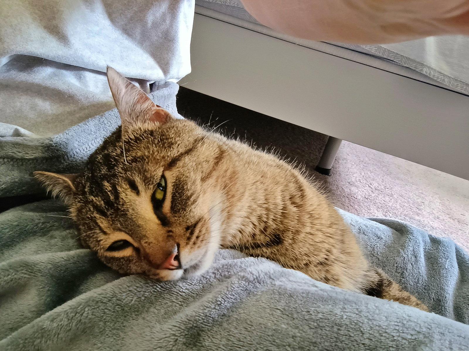 Enlarge MONKEY #1871 - Offered by Owner - Young male, a Adopted mixed breed in Hillsboro, OR image 2/2