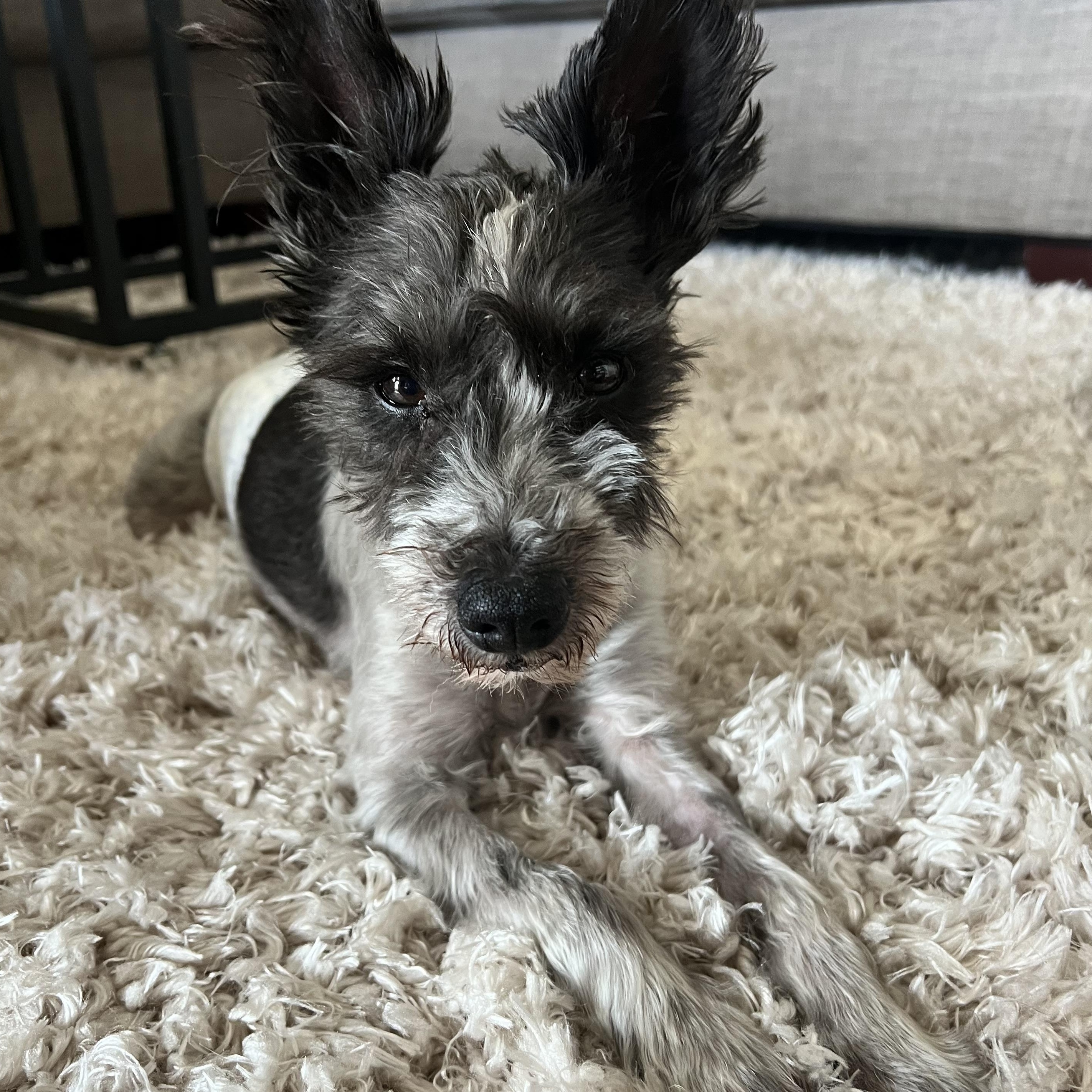 Avery, ADOPTABLE, Senior Male Miniature Schnauzer.