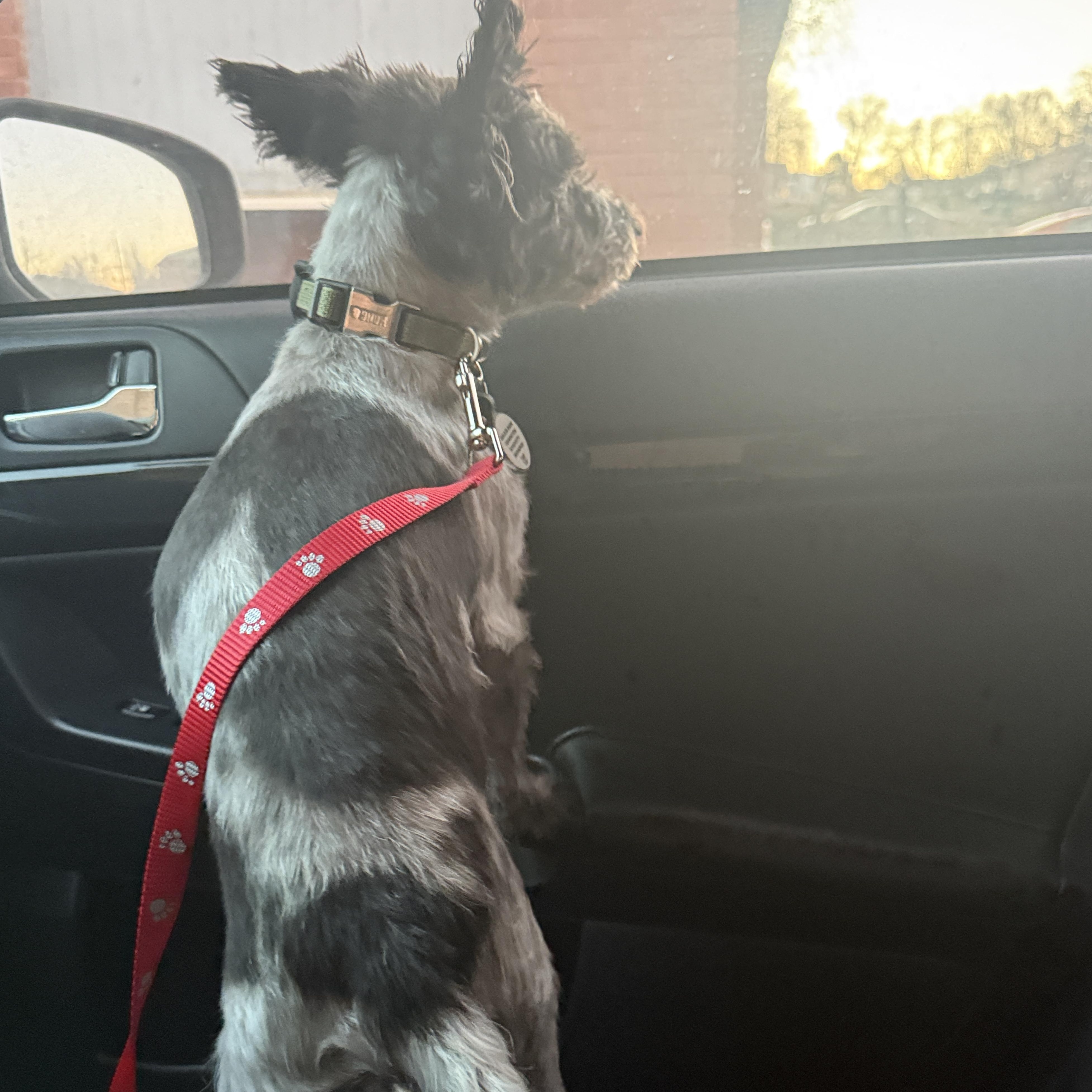 Avery, a ADOPTABLE Miniature Schnauzer in Roy, UT image 3/6
