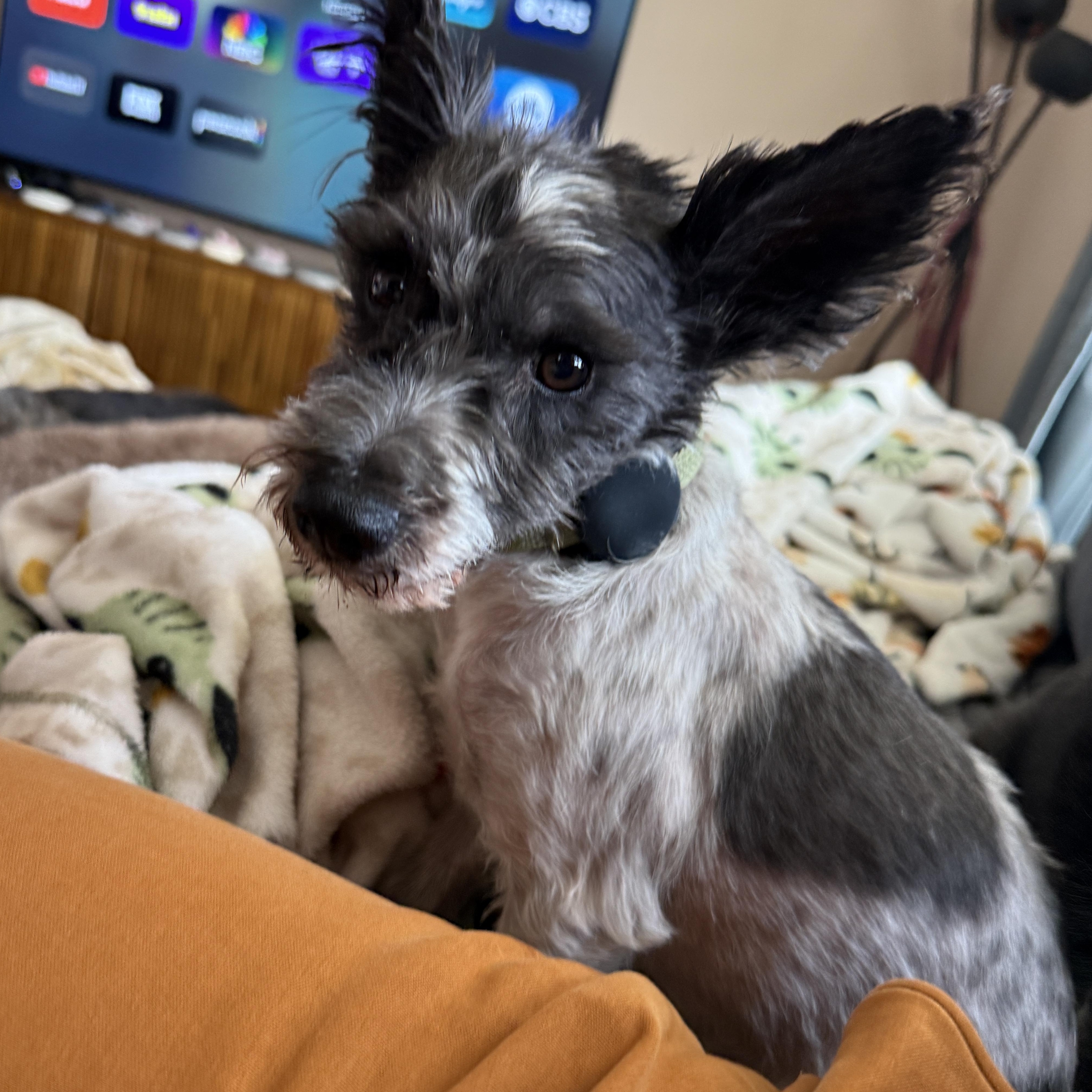 Avery, a ADOPTABLE Miniature Schnauzer in Roy, UT image 6/6