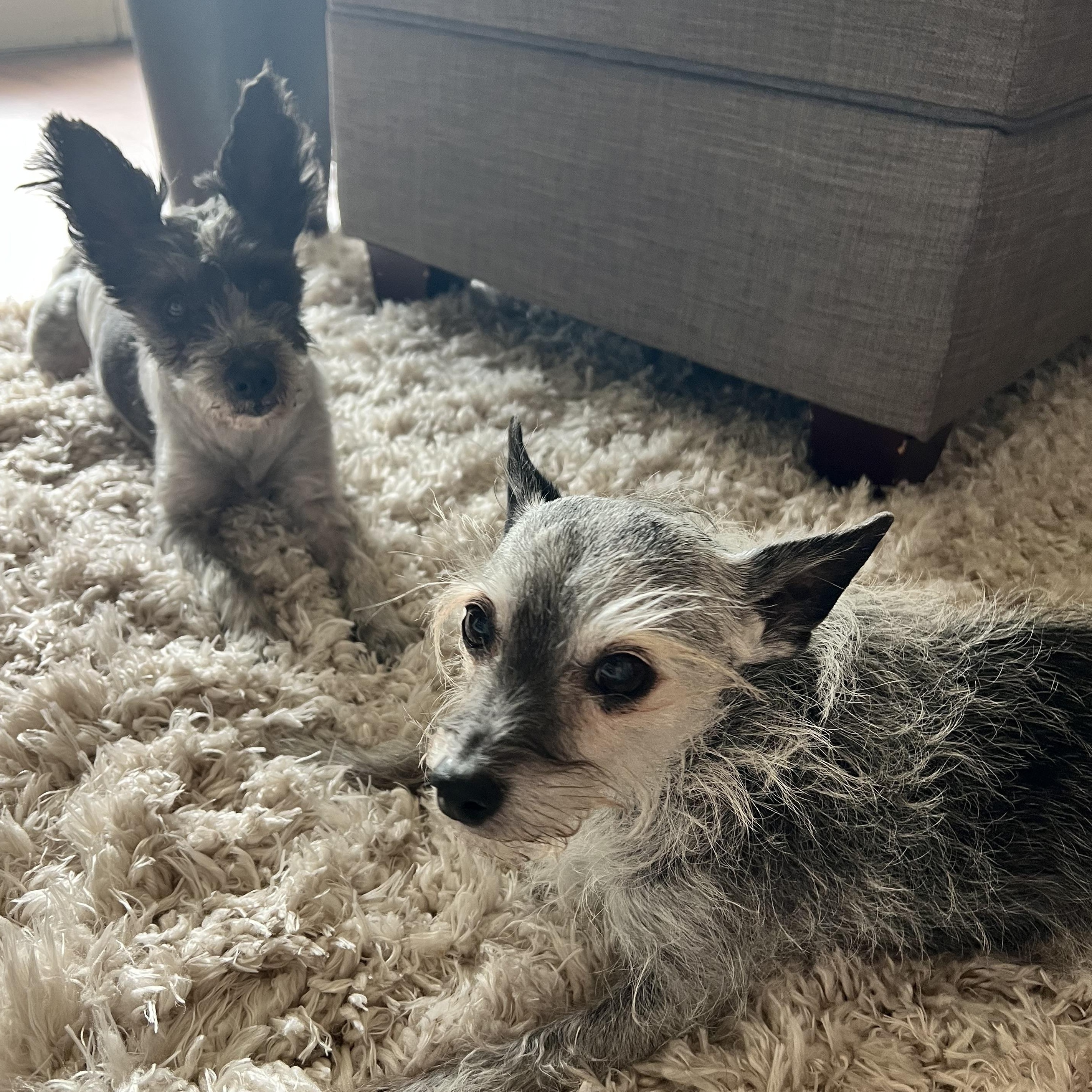 Avery, a ADOPTABLE Miniature Schnauzer in Roy, UT image 4/6