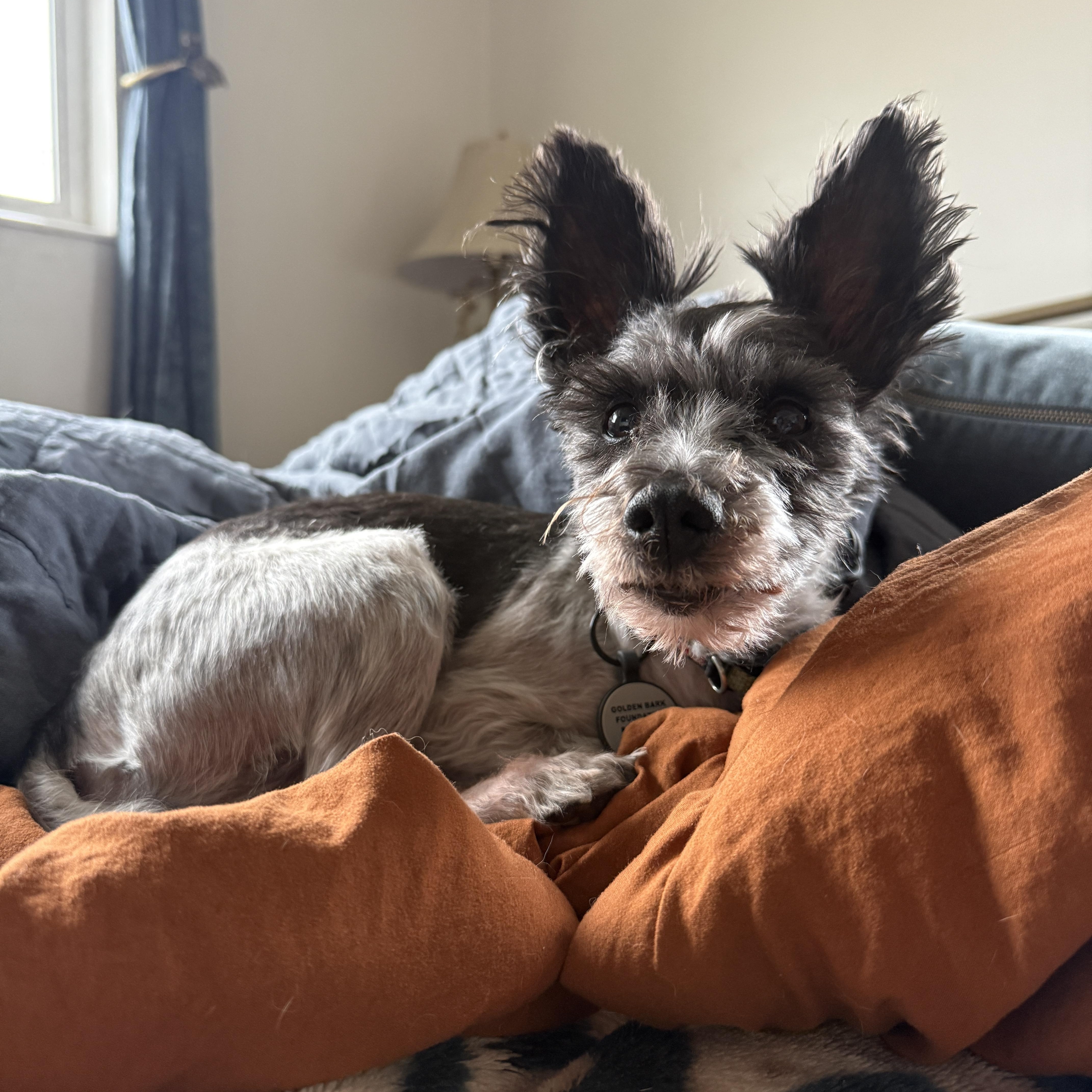 Avery, a ADOPTABLE Miniature Schnauzer in Roy, UT image 2/6