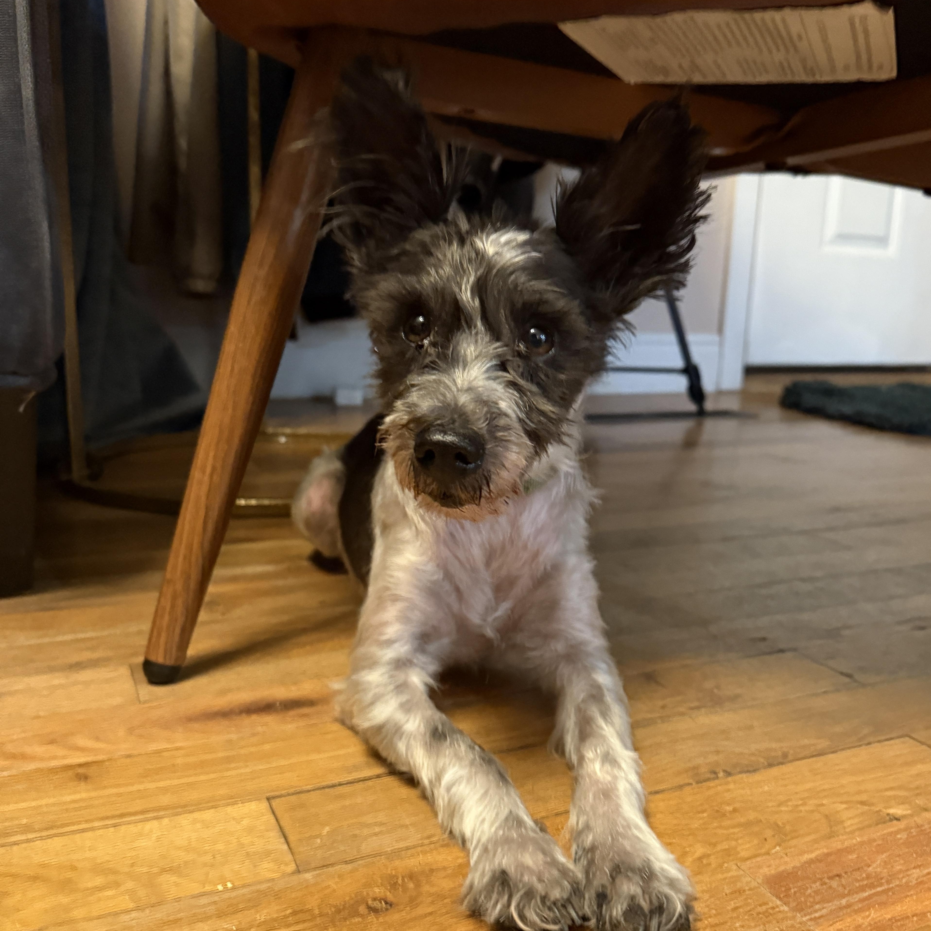 Avery, a ADOPTABLE Miniature Schnauzer in Roy, UT image 5/6