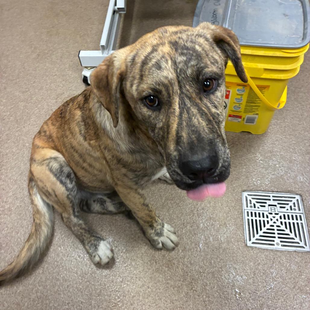 Bubba, Adoptable, Young Male Pit Bull Terrier.