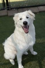 GOOFY, Adoptable, Young Male Great Pyrenees.