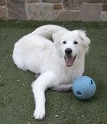 Enlarge GOOFY, a Adoptable Great Pyrenees in Croydon, NH image 2/3