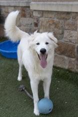 Enlarge GOOFY, a Adoptable Great Pyrenees in Croydon, NH image 3/3