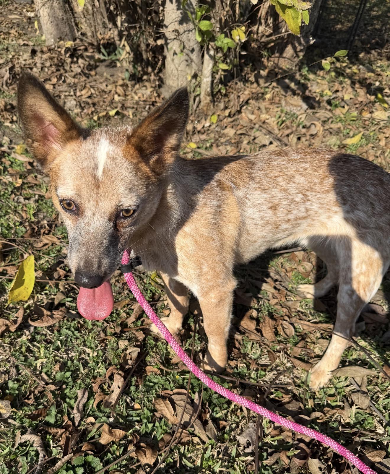 Bud, ADOPTABLE, Adult Male Australian Cattle Dog / Blue Heeler.