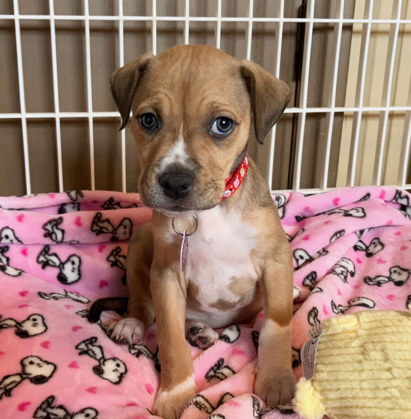 Montana (F), a Adopted Pit Bull Terrier in Nashville, TN image 1/3