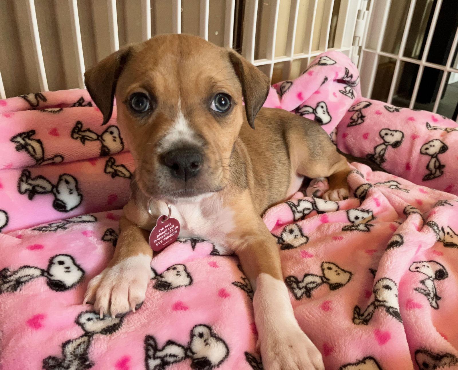 Montana (F), a Adopted Pit Bull Terrier in Nashville, TN image 2/3
