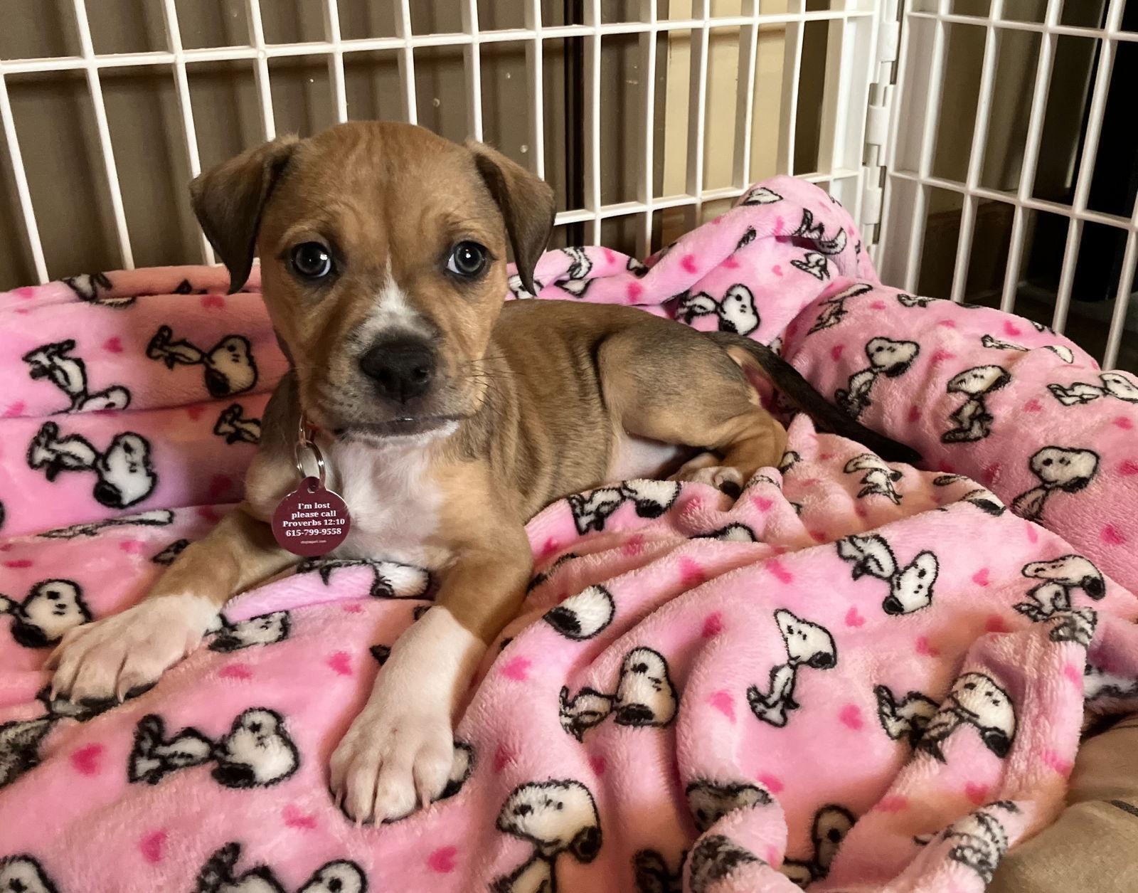 Montana (F), a Adopted Pit Bull Terrier in Nashville, TN image 3/3