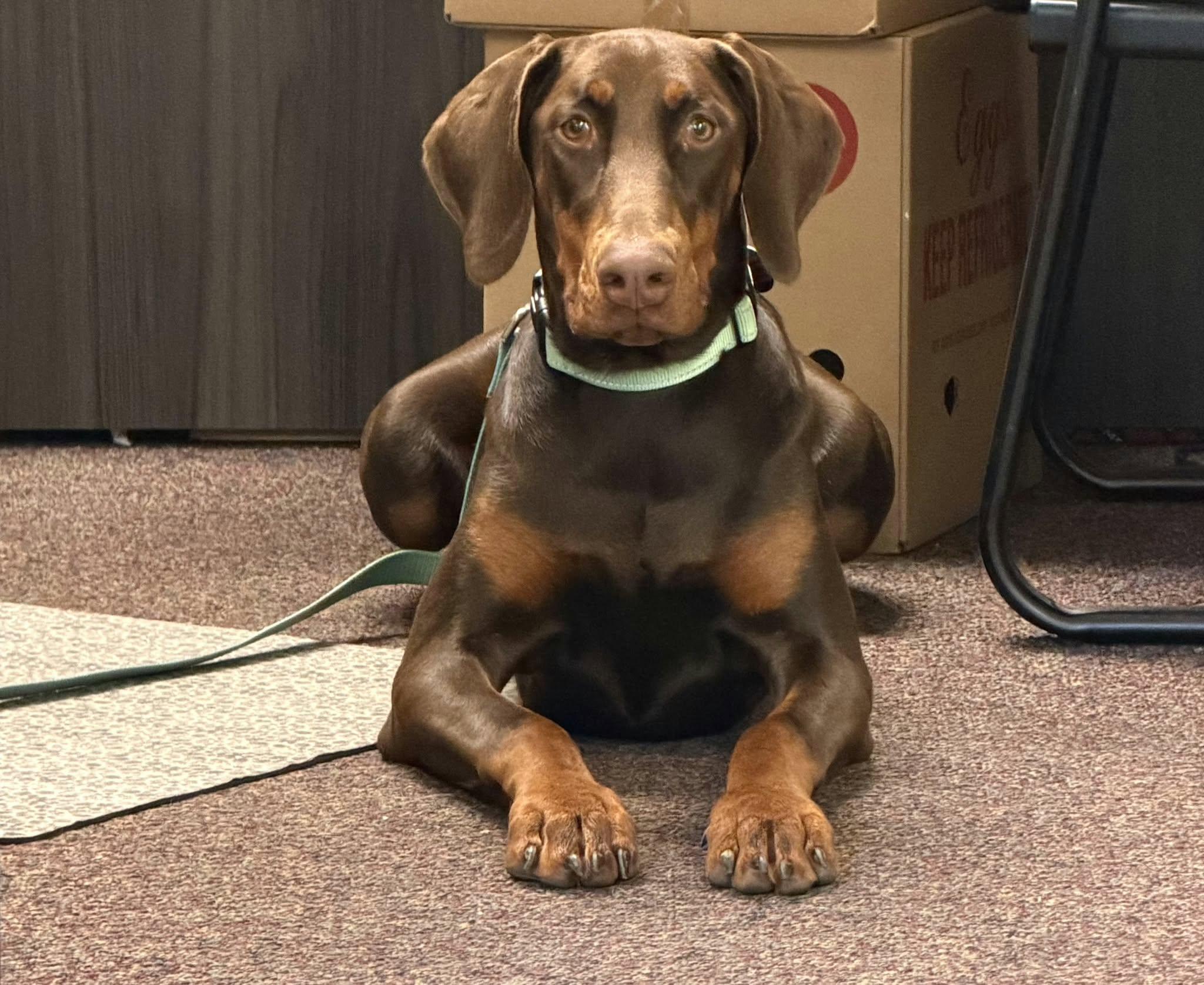 Kallie, Adopted, Puppy Female Doberman Pinscher.