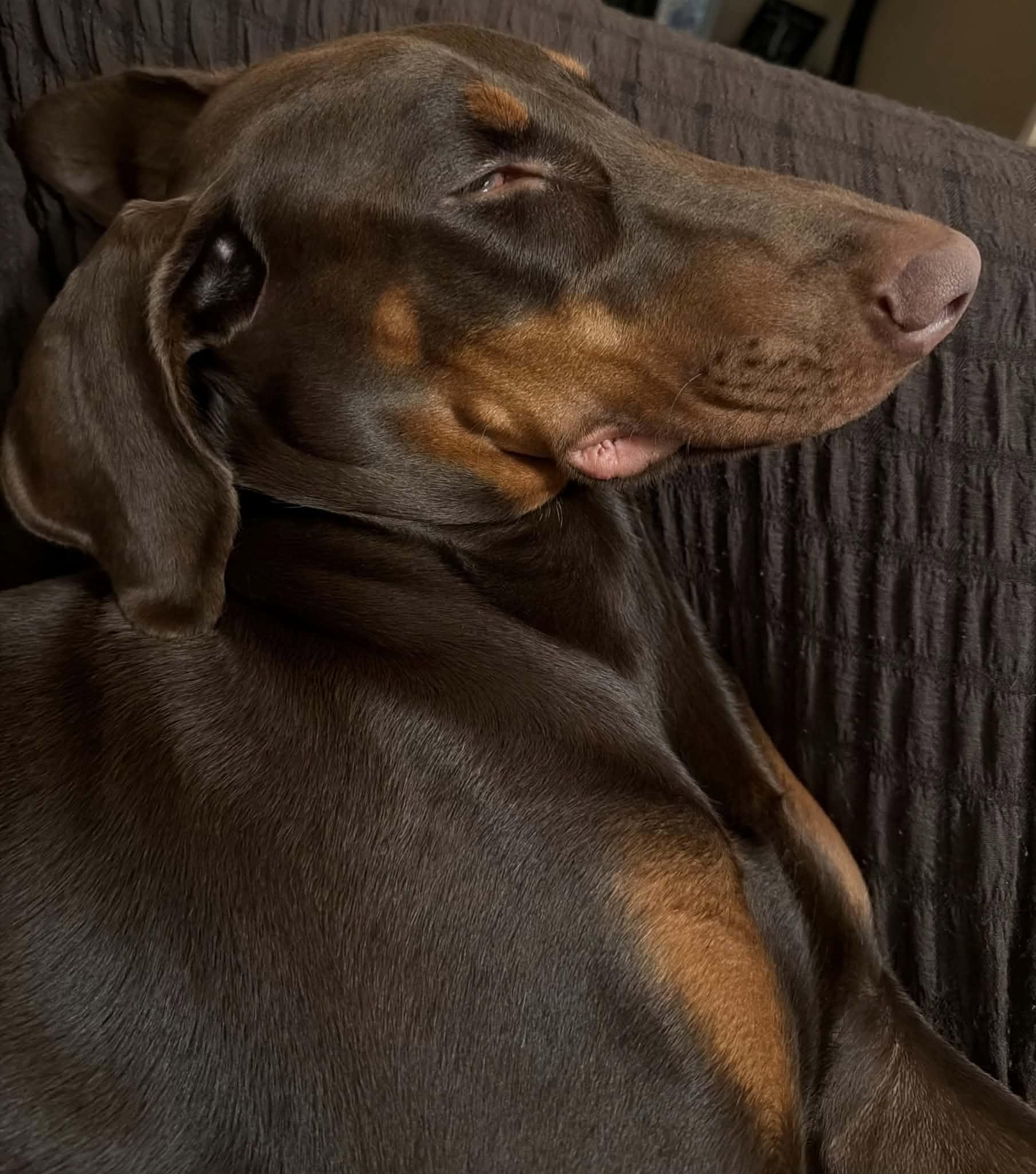 Enlarge Kallie, a Adopted Doberman Pinscher in St. Clairsville, OH image 3/3