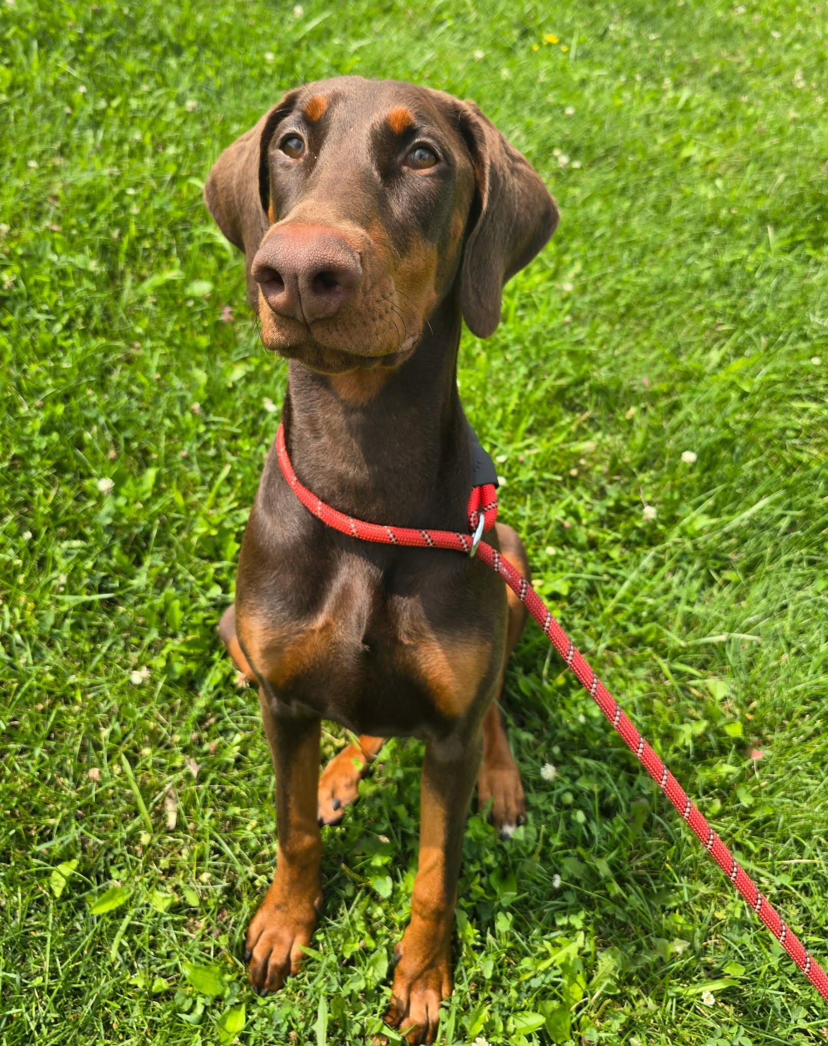 Enlarge Kallie, a Adopted Doberman Pinscher in St. Clairsville, OH image 2/3
