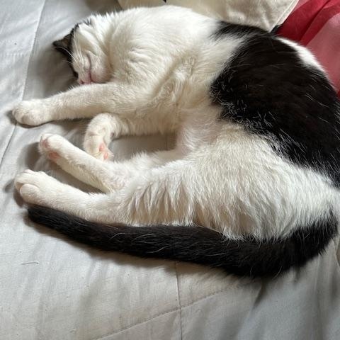 Bennie (bonded with Celeste)