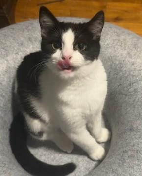 Bennie (bonded with Celeste) 5