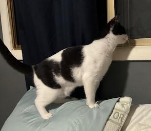 Bennie (bonded with Celeste) 3